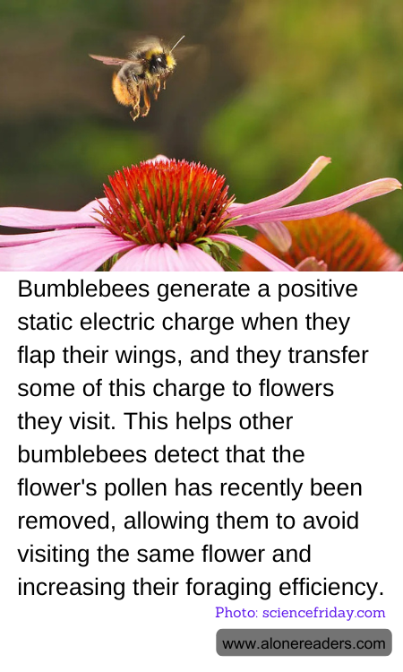 Bumblebees generate a positive static electric charge when they flap their wings, and they transfer some of this charge to flowers they visit. This helps other bumblebees detect that the flower's pollen has recently been removed, allowing them to avoid visiting the same flower and increasing their foraging efficiency.