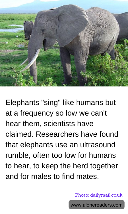 Elephants "sing" like humans but at a frequency so low we can't hear them, scientists have claimed. Researchers have found that elephants use an ultrasound rumble, often too low for humans to hear, to keep the herd together and for males to find mates.