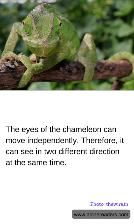 The eyes of the chameleon can move independently. Therefore, it can see in two different direction at the same time.