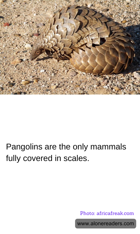 General Knowledge Learning Cards