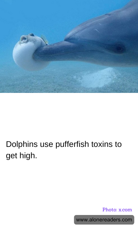 Dolphins use pufferfish toxins to get high.