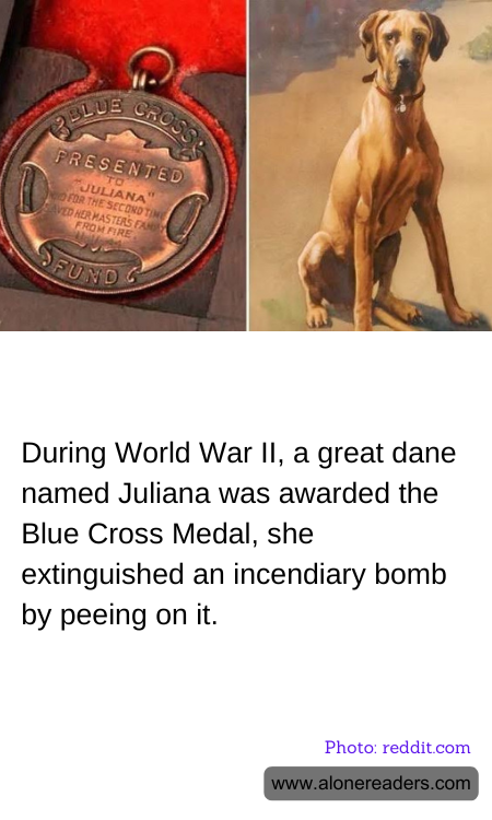 During World War II, a great dane named Juliana was awarded the Blue Cross Medal, she extinguished an incendiary bomb by peeing on it.