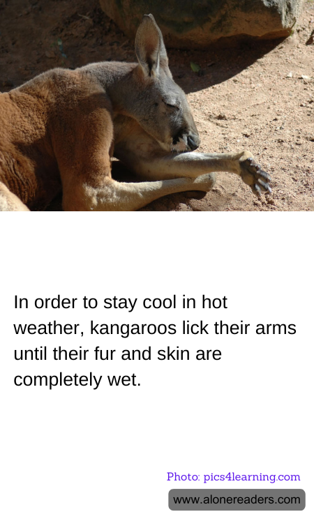 General Knowledge Learning Cards