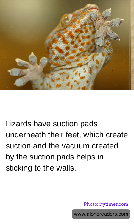 General Knowledge Learning Cards