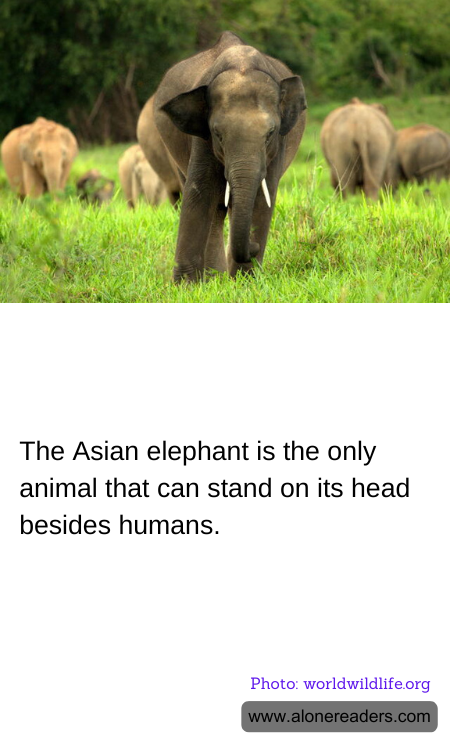 General Knowledge Learning Cards