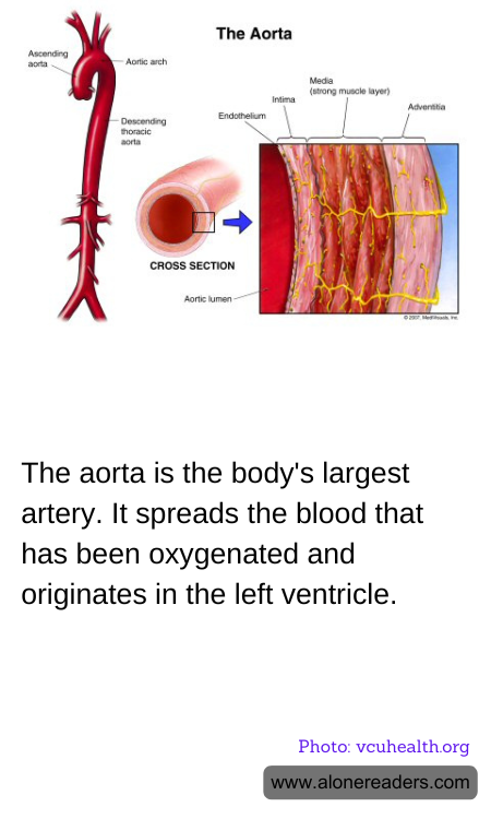 General Knowledge Learning Cards