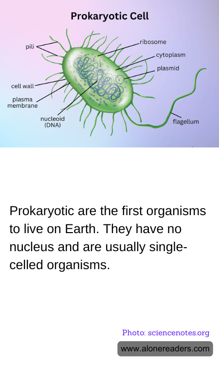 General Knowledge Learning Cards