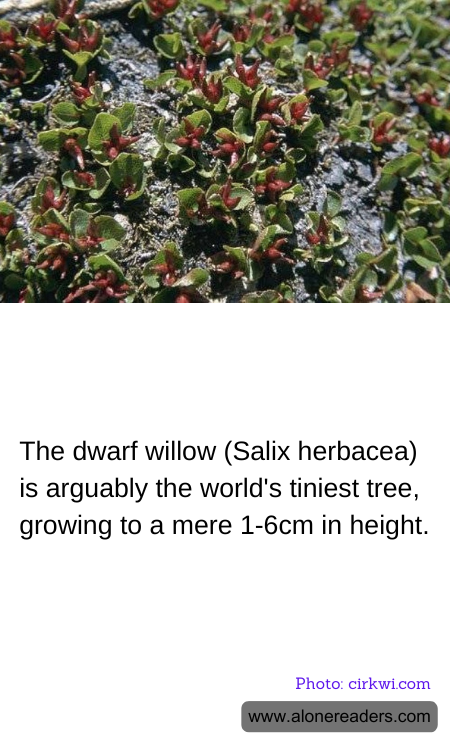 General Knowledge Learning Cards