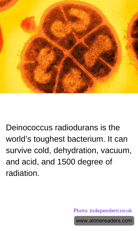 General Knowledge Learning Cards