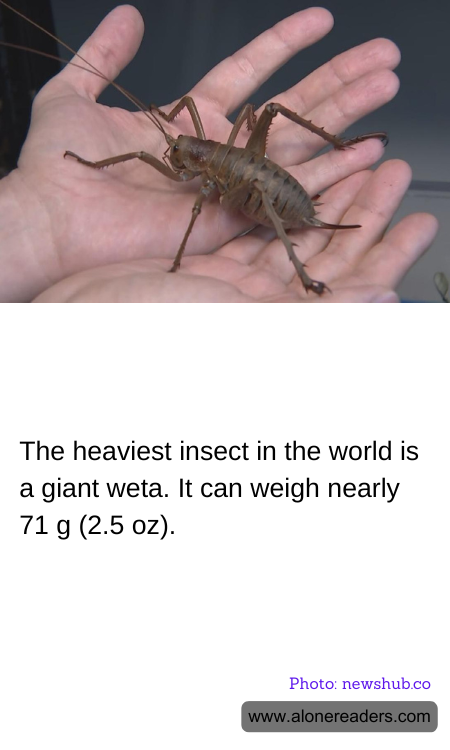 General Knowledge Learning Cards