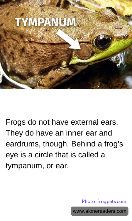 General Knowledge Learning Cards