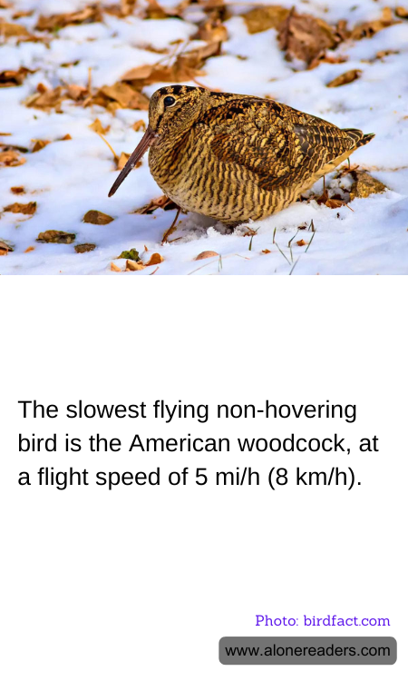 General Knowledge Learning Cards