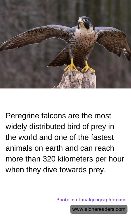 General Knowledge Learning Cards