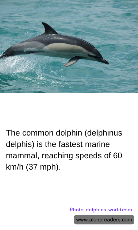 General Knowledge Learning Cards