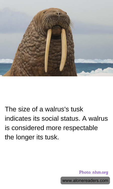 General Knowledge Learning Cards