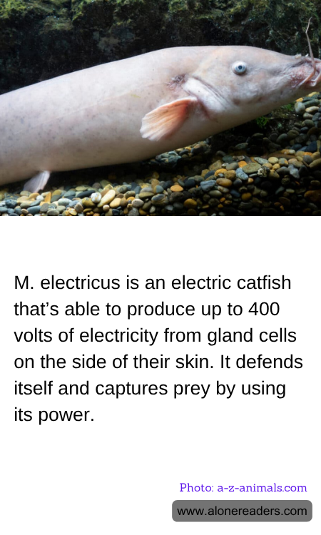 General Knowledge Learning Cards