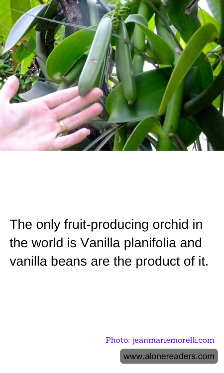 General Knowledge Learning Cards