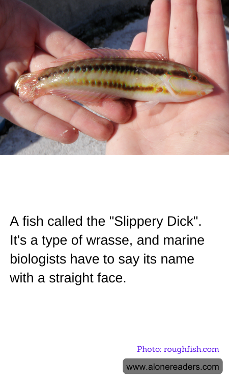 General Knowledge Learning Cards