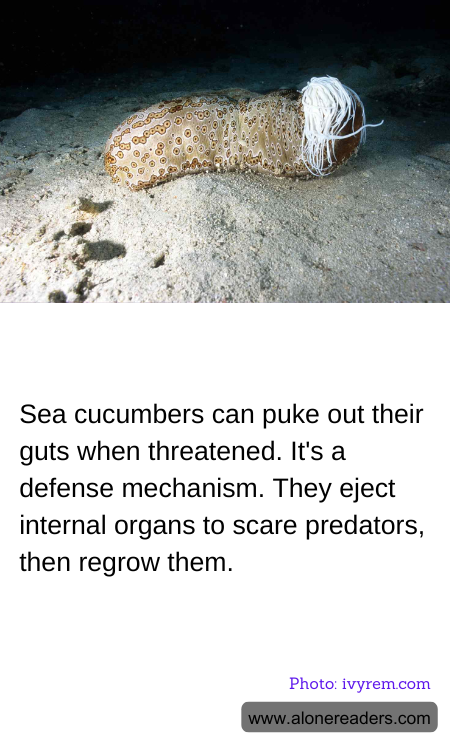 General Knowledge Learning Cards