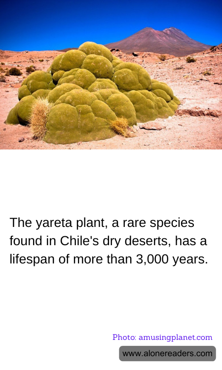 General Knowledge Learning Cards