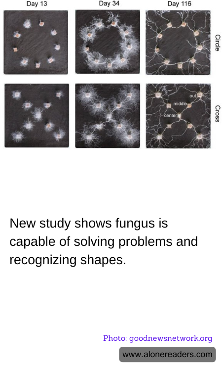 General Knowledge Learning Cards