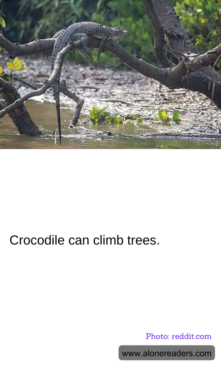 General Knowledge Learning Cards