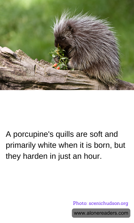 General Knowledge Learning Cards