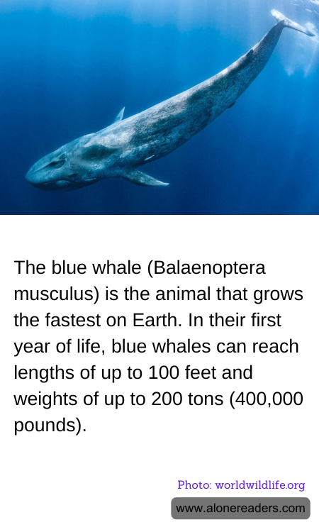 General Knowledge Learning Cards