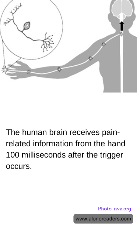 General Knowledge Learning Cards
