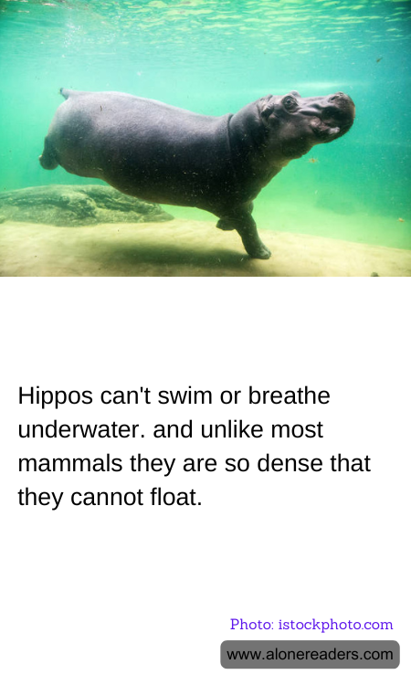 Hippos can't swim or breathe underwater. and unlike most mammals they are so dense that they cannot float.