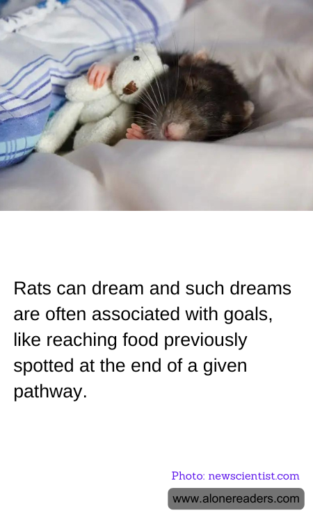 General Knowledge Learning Cards