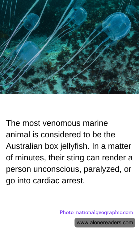 General Knowledge Learning Cards