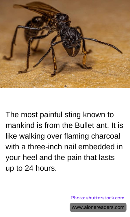 General Knowledge Learning Cards