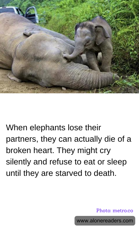 General Knowledge Learning Cards