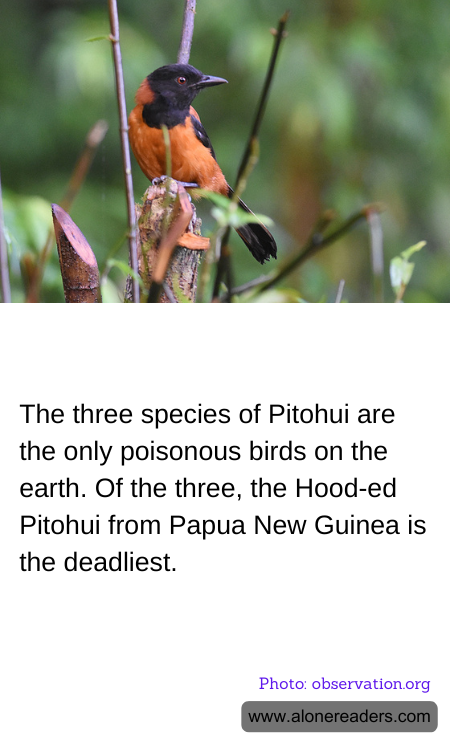 General Knowledge Learning Cards