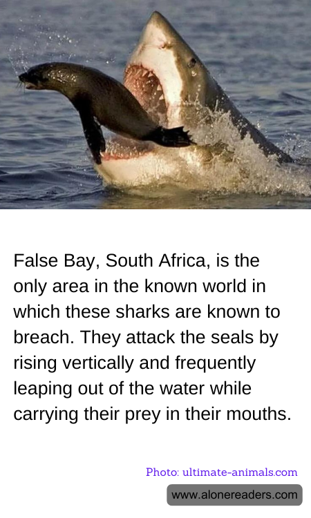 General Knowledge Learning Cards