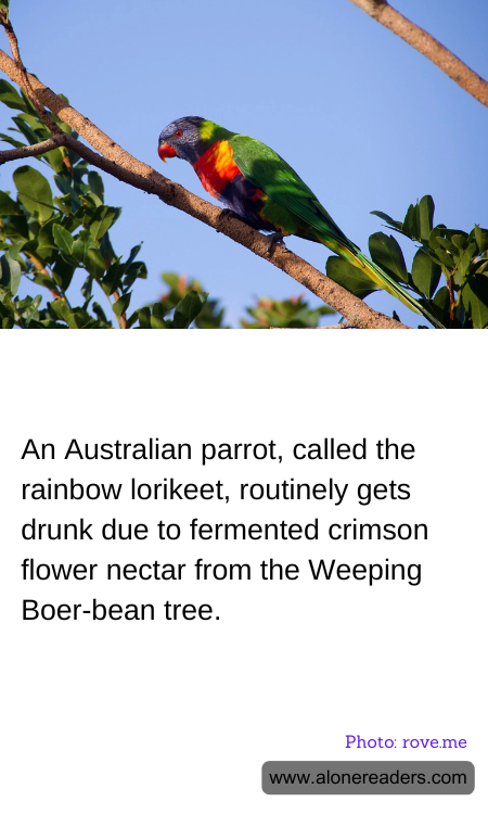 General Knowledge Learning Cards