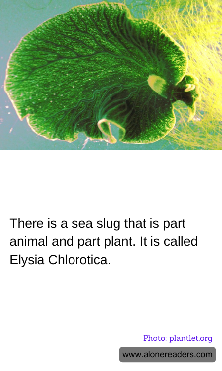 There is a sea slug that is part animal and part plant. It is called Elysia Chlorotica.