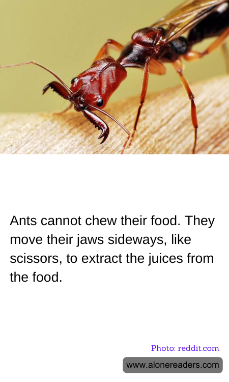Ants cannot chew their food. They move their jaws sideways, like scissors, to extract the juices from the food.