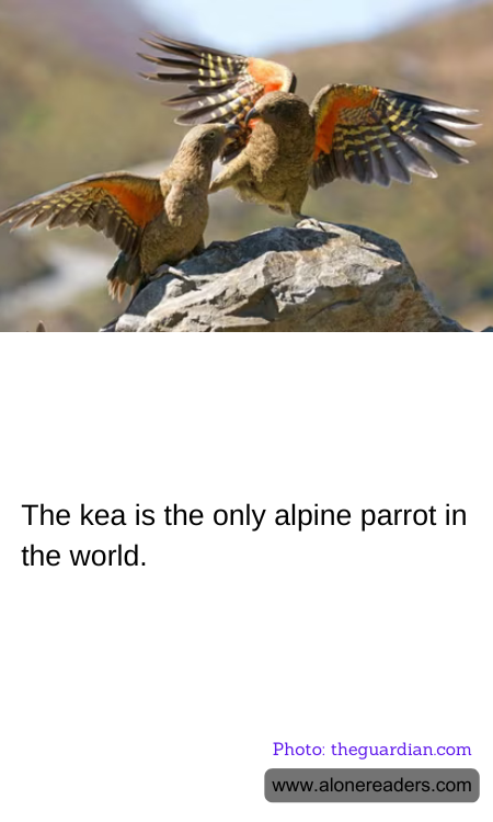 The kea is the only alpine parrot in the world.
