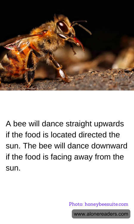 A bee will dance straight upwards if the food is located directed the sun. The bee will dance downward if the food is facing away from the sun.