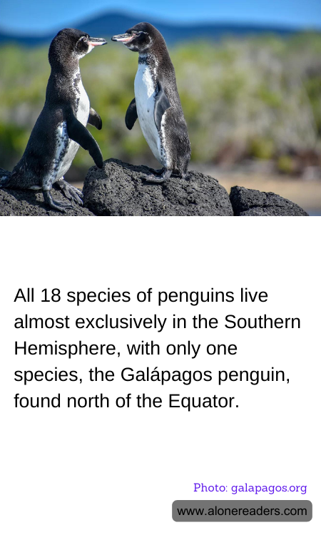 All 18 species of penguins live almost exclusively in the Southern Hemisphere, with only one species, the Galápagos penguin, found north of the Equator.
