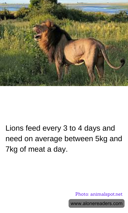 Lions feed every 3 to 4 days and need on average between 5kg and 7kg of meat a day.