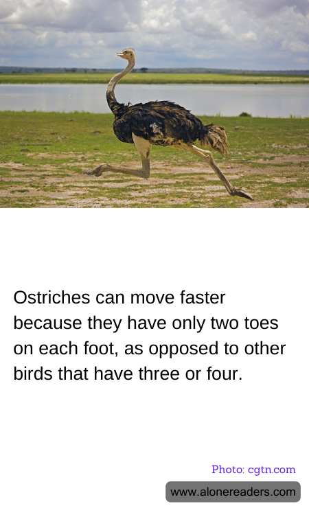 Ostriches can move faster because they have only two toes on each foot, as opposed to other birds that have three or four.