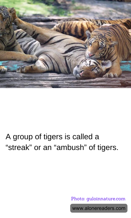 A group of tigers is called a “streak” or an “ambush” of tigers.