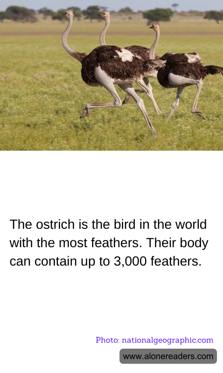 The ostrich is the bird in the world with the most feathers. Their body can contain up to 3,000 feathers.