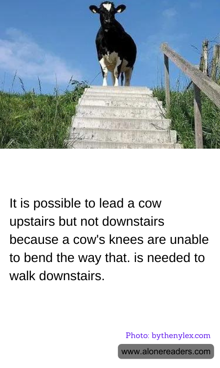 It is possible to lead a cow upstairs but not downstairs because a cow's knees are unable to bend the way that. is needed to walk downstairs.