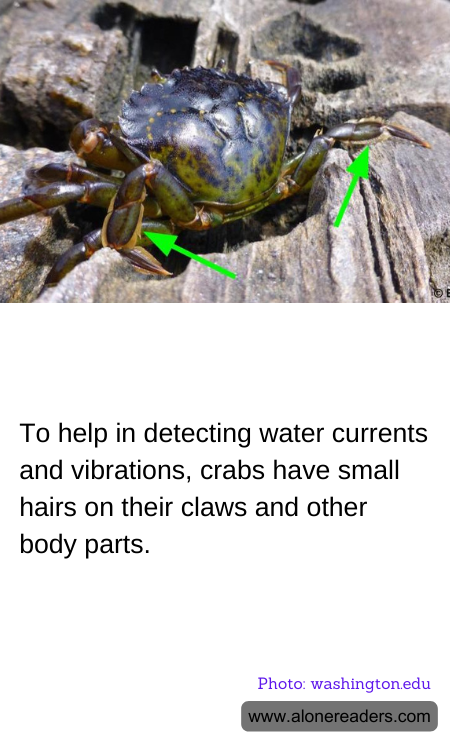 To help in detecting water currents and vibrations, crabs have small hairs on their claws and other body parts.