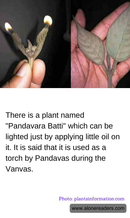 There is a plant named "Pandavara Batti" which can be lighted just by applying little oil on it. It is said that it is used as a torch by Pandavas during the Vanvas.