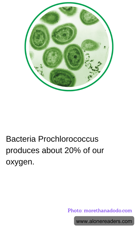 General Knowledge Learning Cards